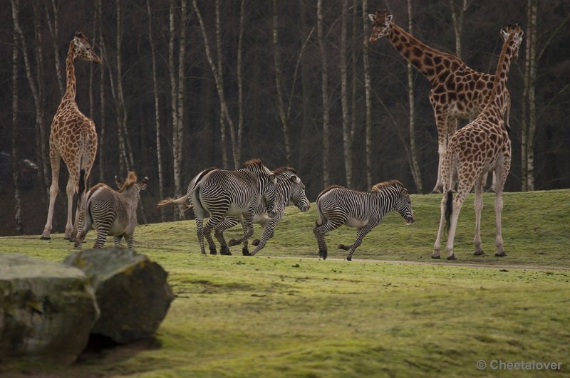 _DSC6197.JPG - Rothschild Giraffe en Grevy Zebra